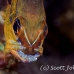 cardinalfish_goldbelly_bhr_tam_h_0794_bal6788.jpg